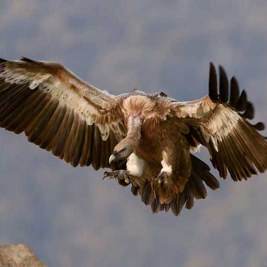 特别贴心周到的免费ddos网页端